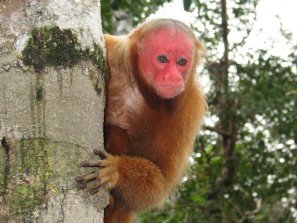 Amazonie - singe