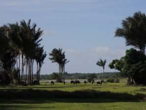 Ilha de Marajó